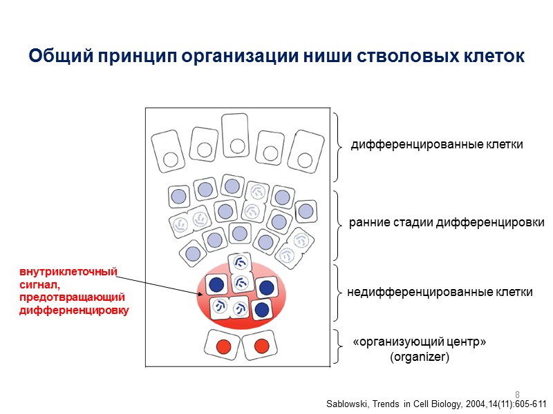 8 Общий принцип организации ниши стволовых клеток дифференцированные клетки ранние стадии дифференцировки недифференцированные клетки